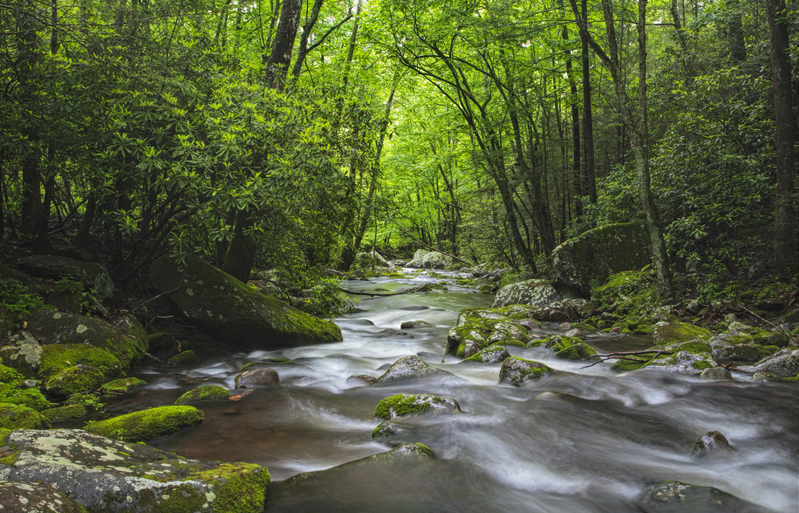 mountain stream surrounded by green trees in Smoky Mountain National Park