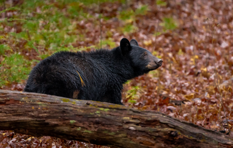 Smoky Mountain black bear