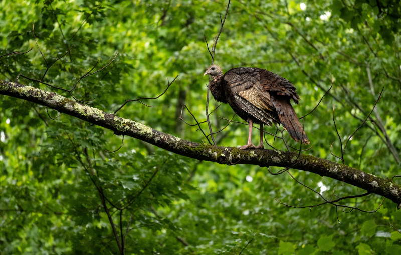 turkey in tree in Smoky Mountains