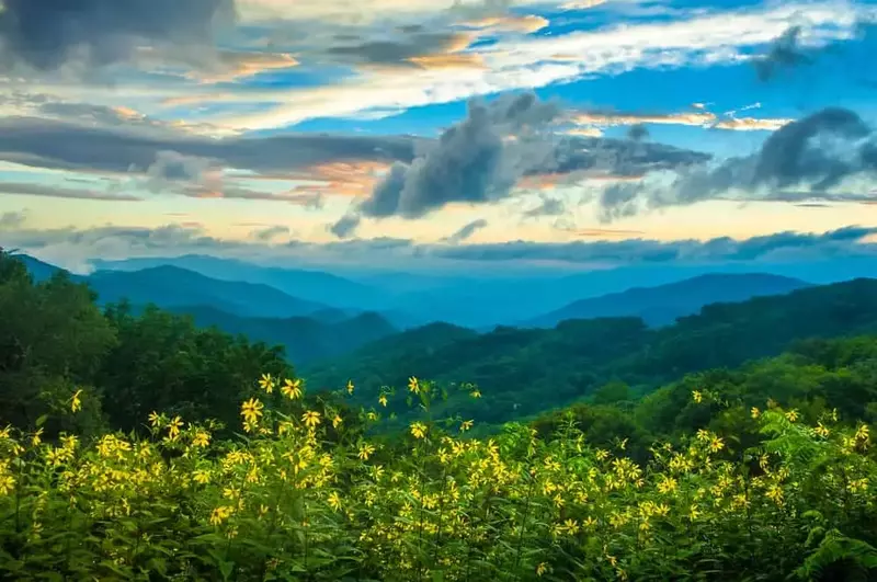 Smoky Mountain wildflowers with mountains in background