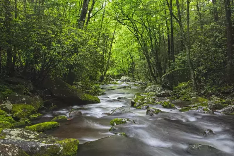 Smoky Mountain stream surrounded by greenery