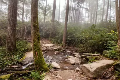 Trillium Gap Trail in the Smoky Mountains 