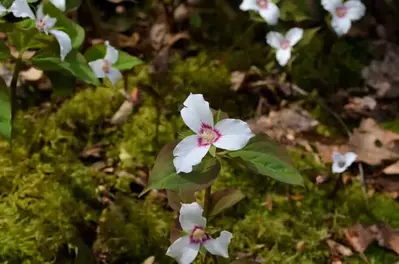 white wildflower in the smoky mountains