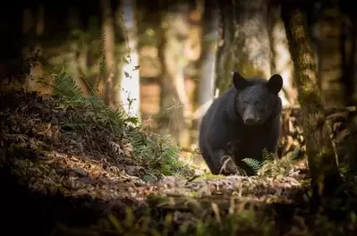 Great-Smoky-Mountain-black-bear