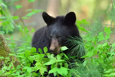 black bear eating green vegetation