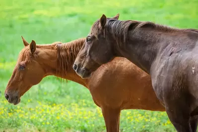 horses