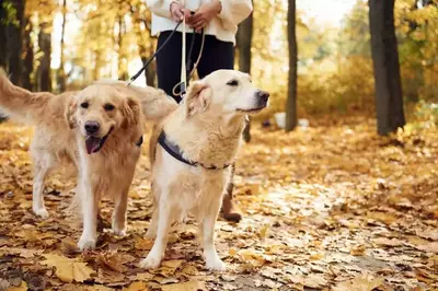 two dogs on leash on hiking trail covered in fall leaves