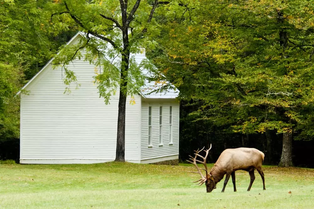 elk at cataloochee