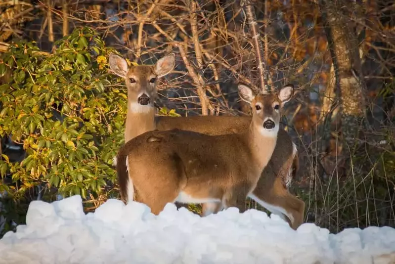 two deer in the smoky mountains during winter