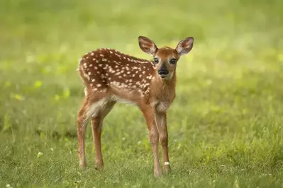 white-tailed deer fawn standing in meadow