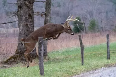 white-tailed deer jumping over fence in Cades Cove