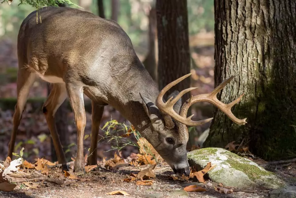 white-tailed deer grazing in the woods
