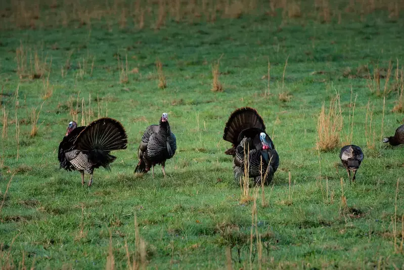 wild turkeys in field