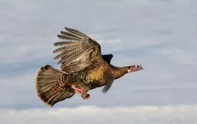 wild turkey flying
