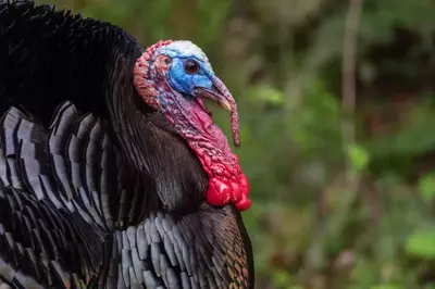 close up of wild turkey with blue head
