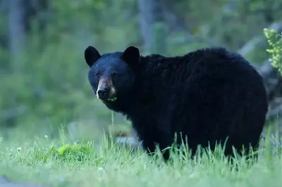 black bear in the Great Smoky Mountains National Park