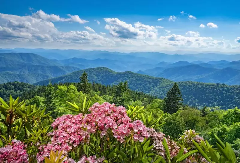 wildflowers on top of mountain