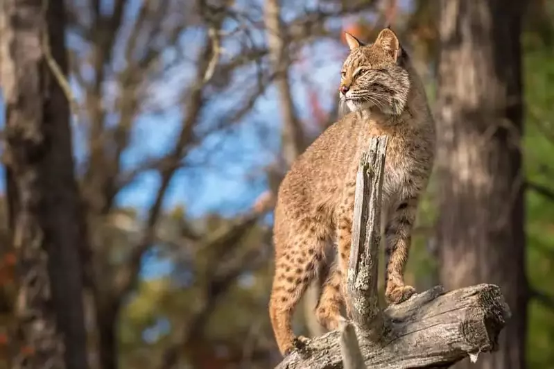 bobcat standing on branch