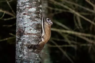 northern flying squirrel on tree
