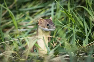long-tailed weasel hiding in tall grass