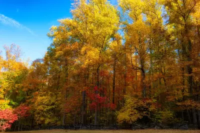 fall foliage along Roaring Fork Motor Nature Trail