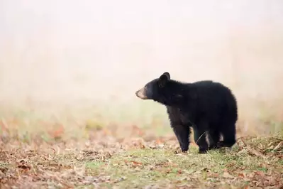 bear in the smoky mountains