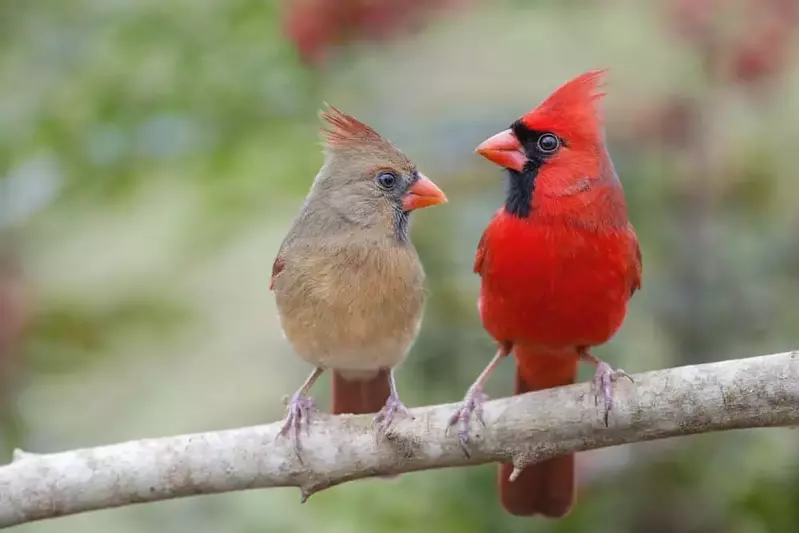 male and female cardinals on a tree branch