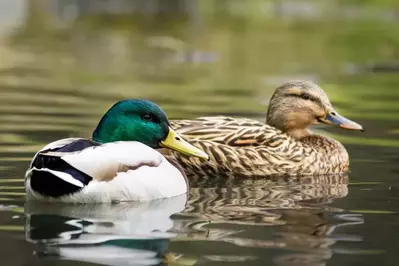 Male and female mallard ducks on water