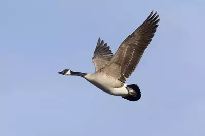 Canada goose flying 