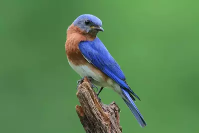Male Eastern Bluebird perched on stump