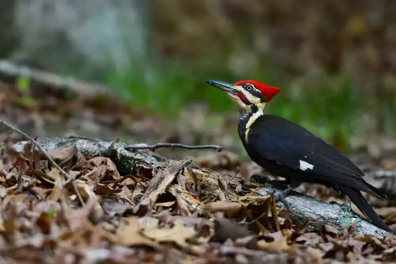 woodpecker in the Smoky Mountains in the leaves
