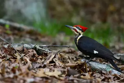 woodpecker in the Smoky Mountains in the leaves