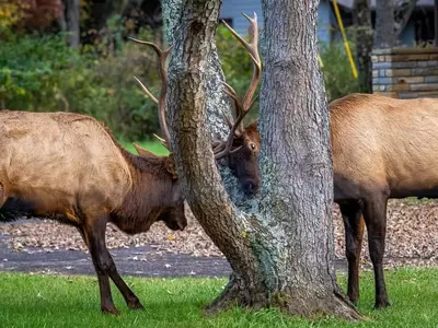 2 elk sparring at visitor center