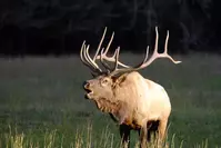elk bugling