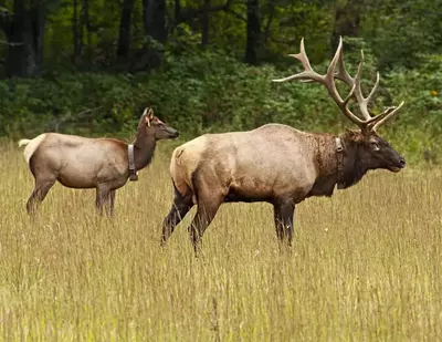 Male and female elk in field