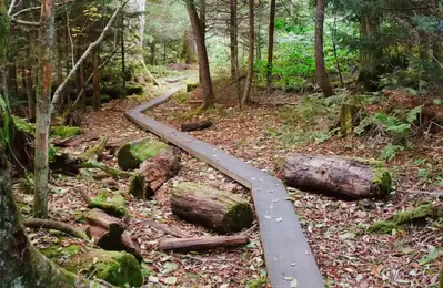 spruce fir nature trail near clingmans dome