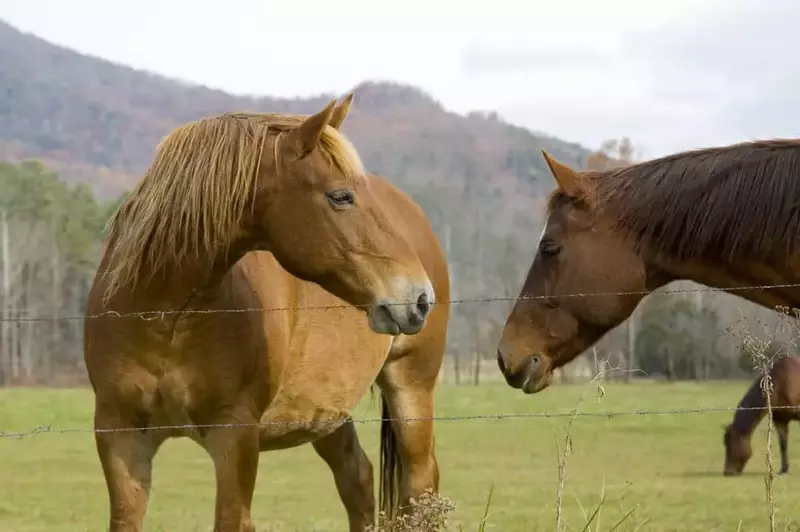 two horses in a pasture in the Smoky Mountains