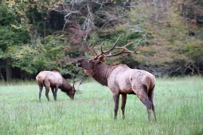 two elk in the Great Smoky Mountains National Park