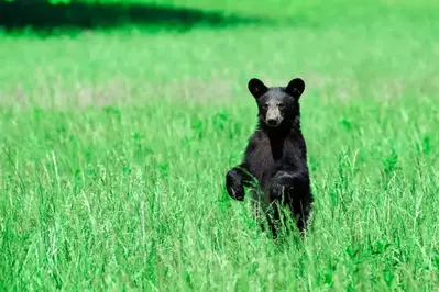Black Bear in a field in the Smoky Mountains