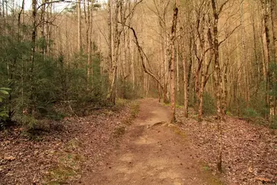hiking trail in the Elkmont section of the Great Smoky Mountains National Park