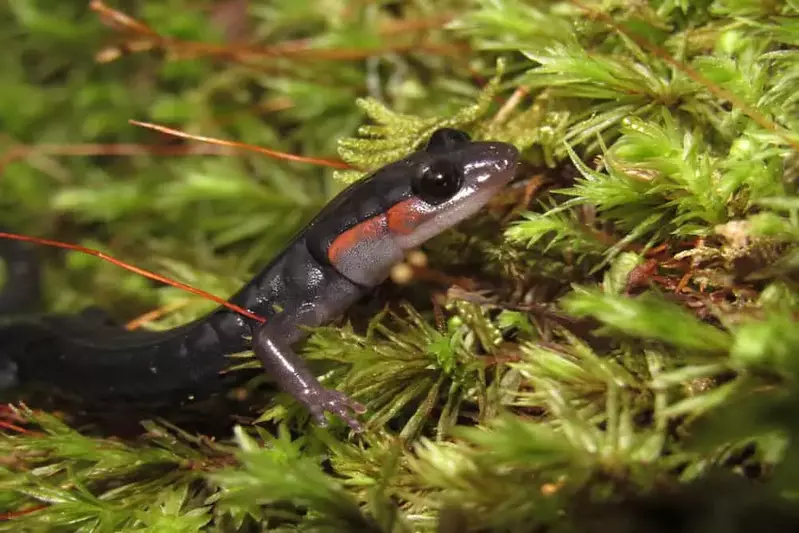 salamander in the Great Smoky Mountains National Park