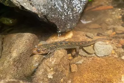 salamander in the Smoky Mountains