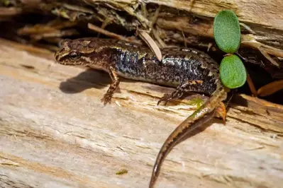 A salamander on a log at Great Smoky Mountains National Park