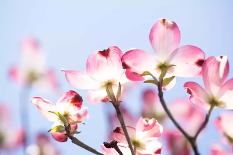 pink blooms of a Dogwood tree in the Smoky Mountains