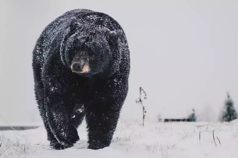 Smoky Mountain black bear walking through the snow
