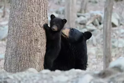 mama black bear nurturing cub
