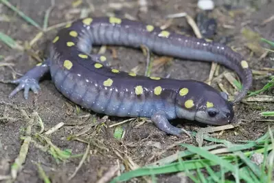 salamander on the ground