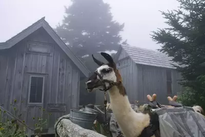 llamas carrying supplies to top of Mount LeConte