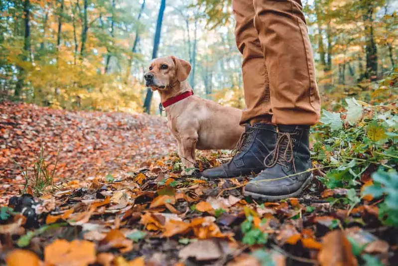 Dog hiking with owner