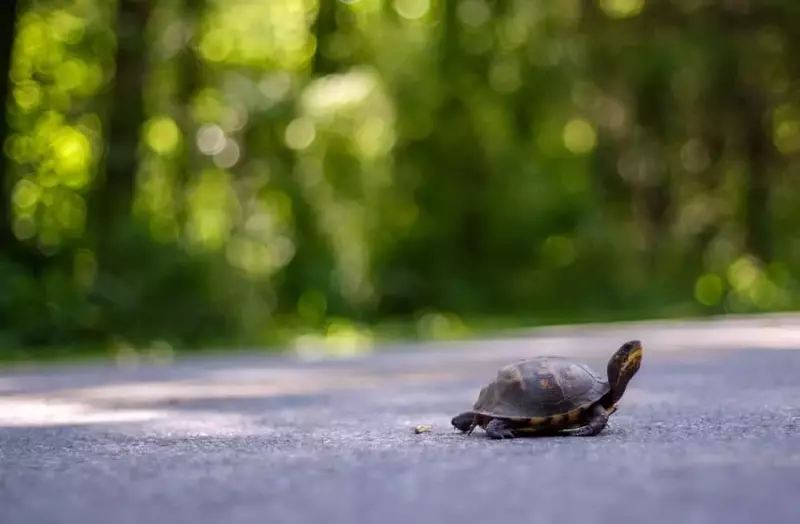 turtle crossing the road in the Smokies